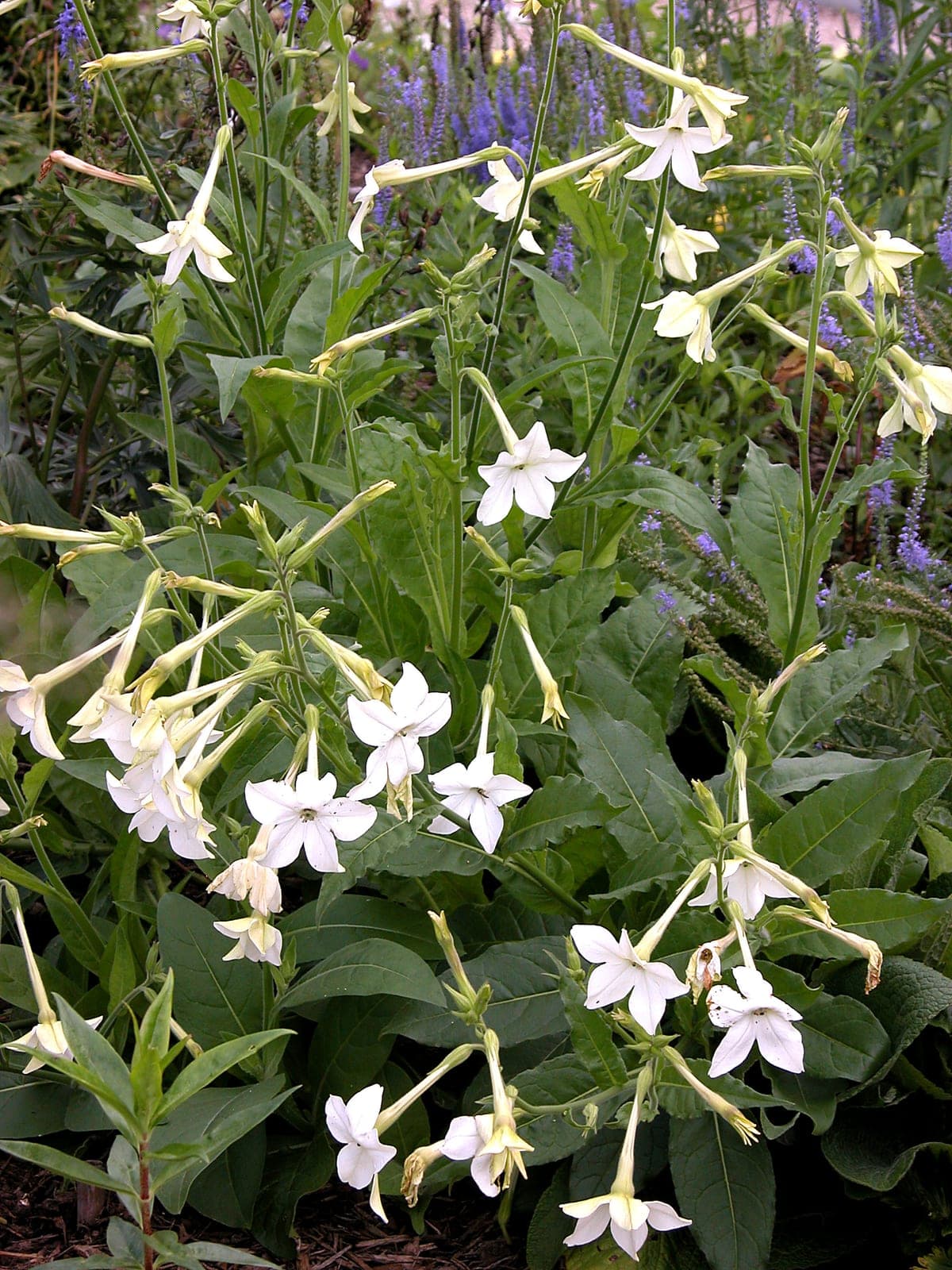 Nicotiana 'Tinkerbell'