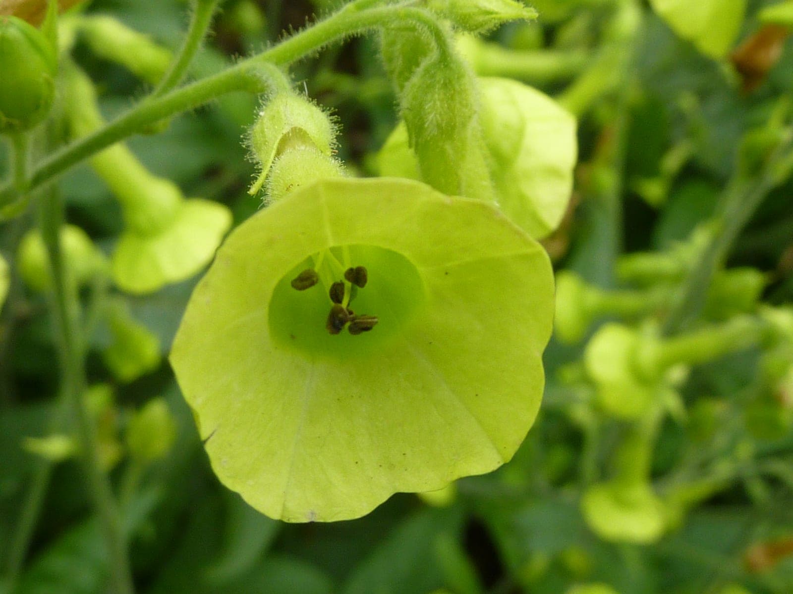 Langsdorff's Tobacco