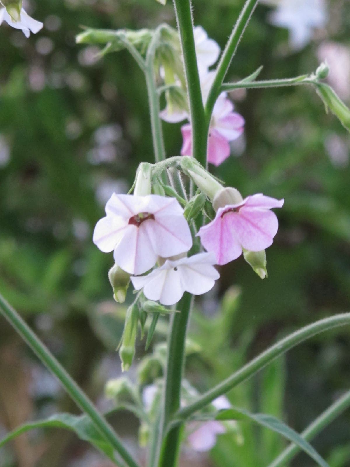 Mutabilis Flowering Tobacco