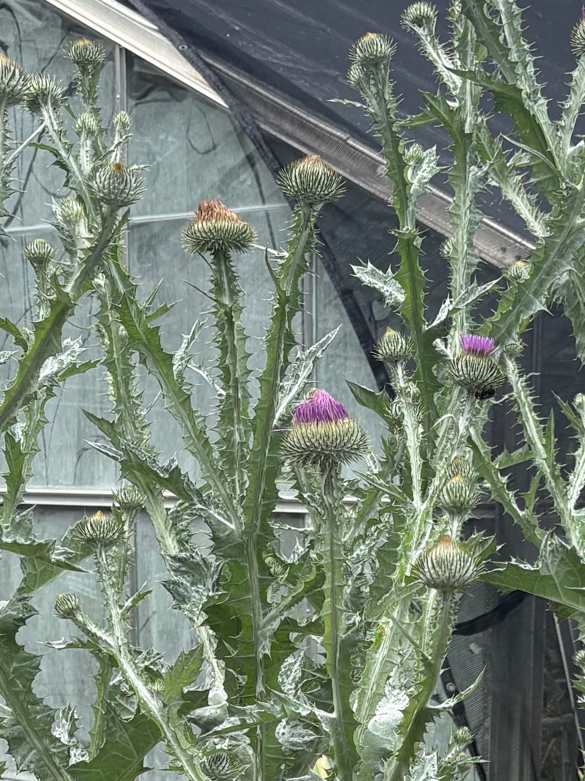 Scotch Thistle