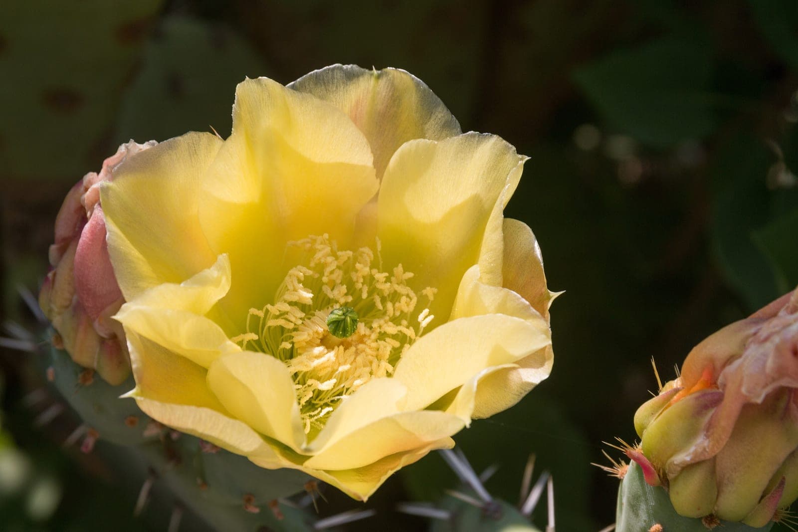 Engelmann's Prickly Pear