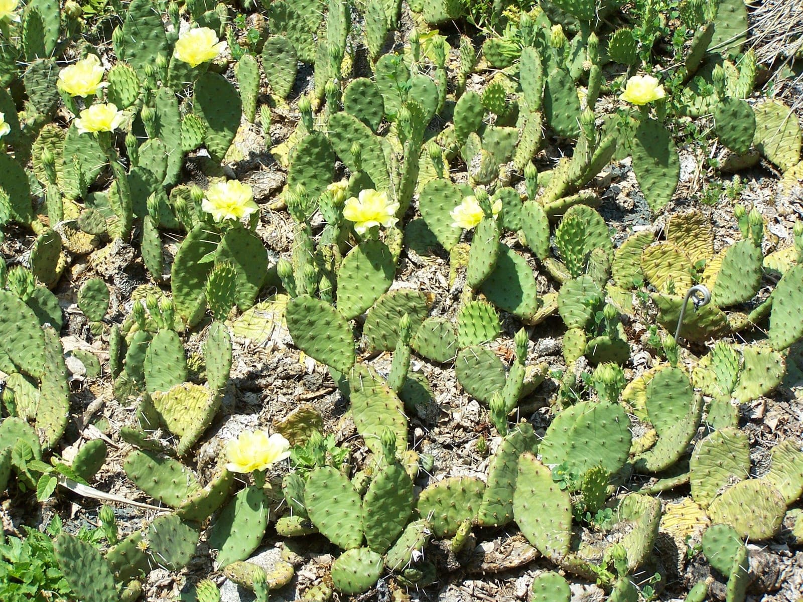 Eastern Prickly Pear
