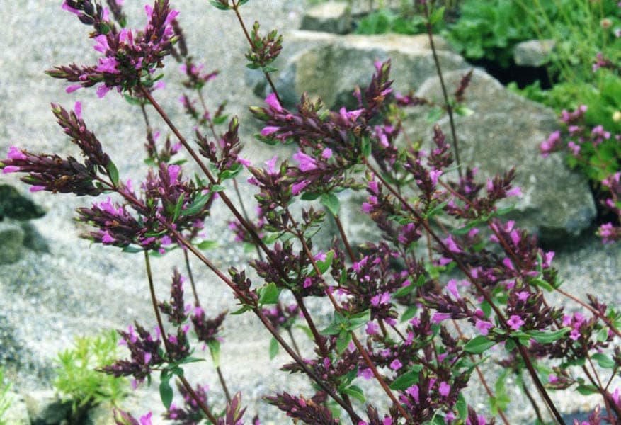 Ornamental Oregano