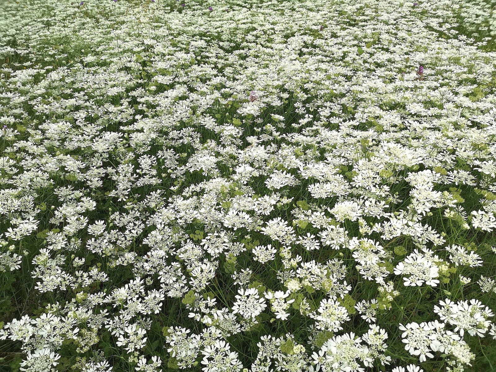 White Lace Flower