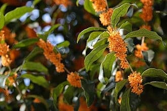 Fragrant Tea Olive