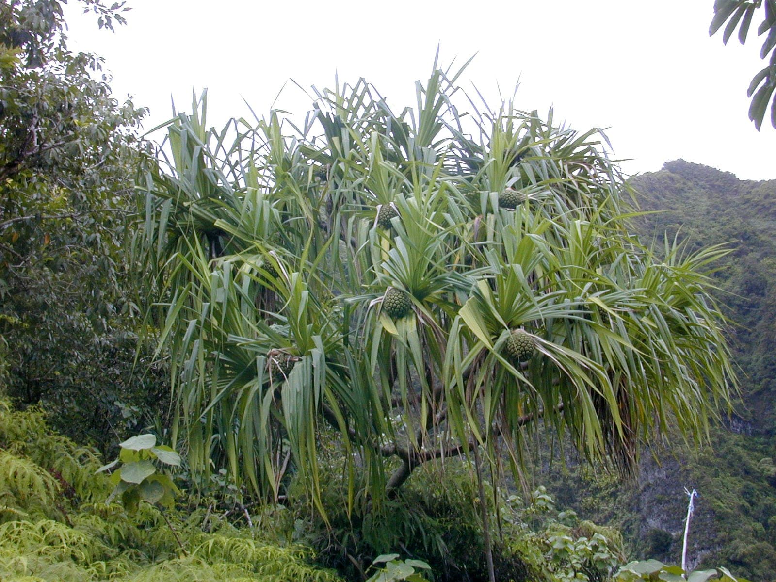 Hala (Pandanus tectorius)