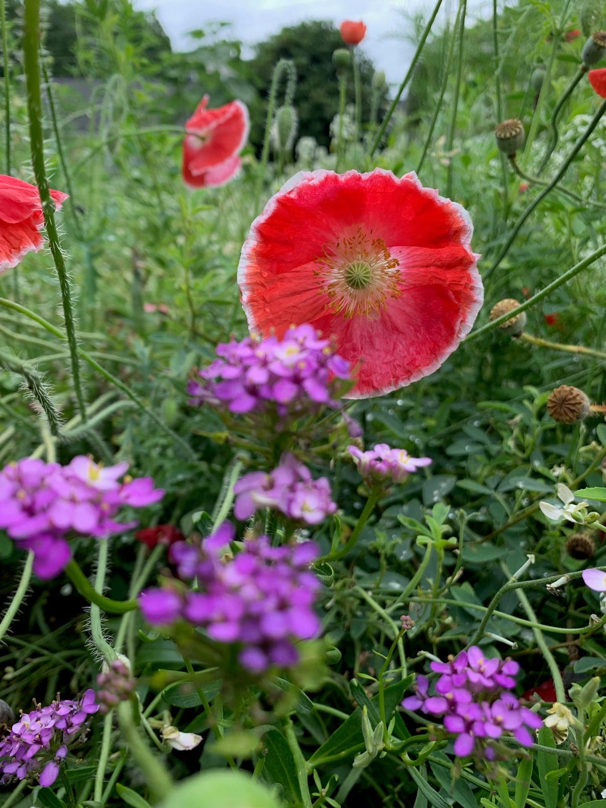 Shirley Poppy