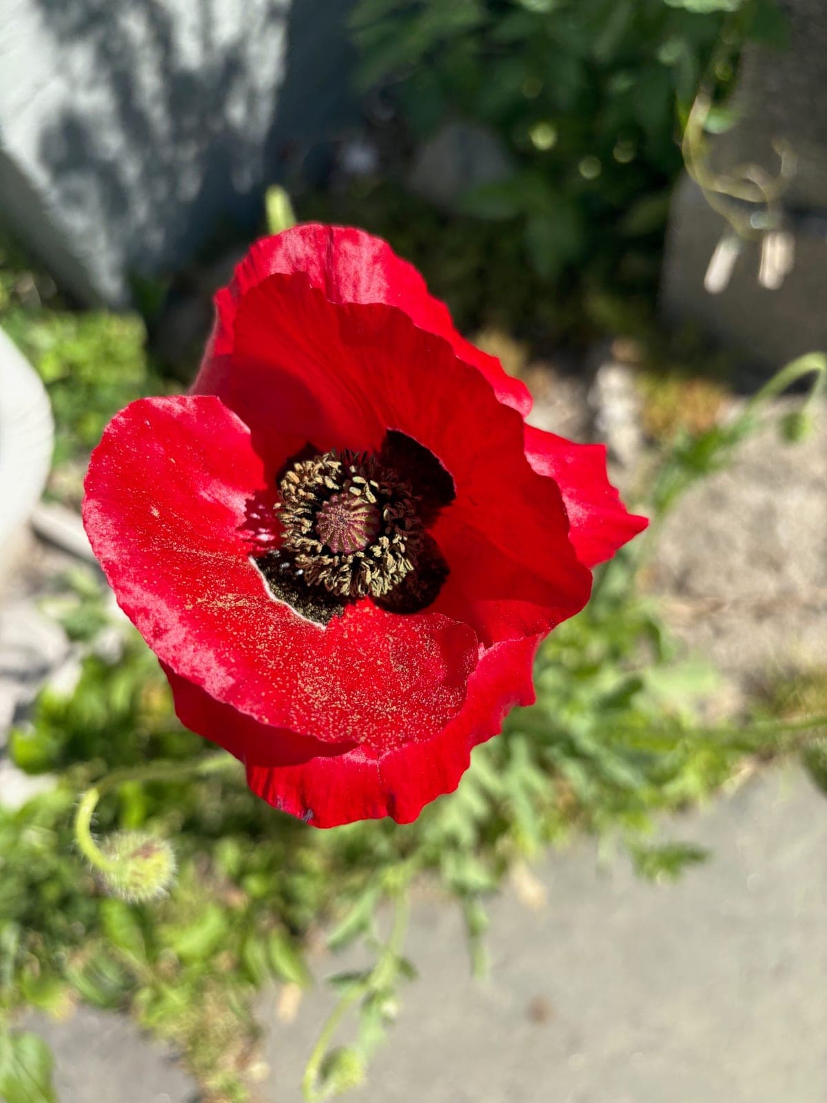 Shirley Poppy