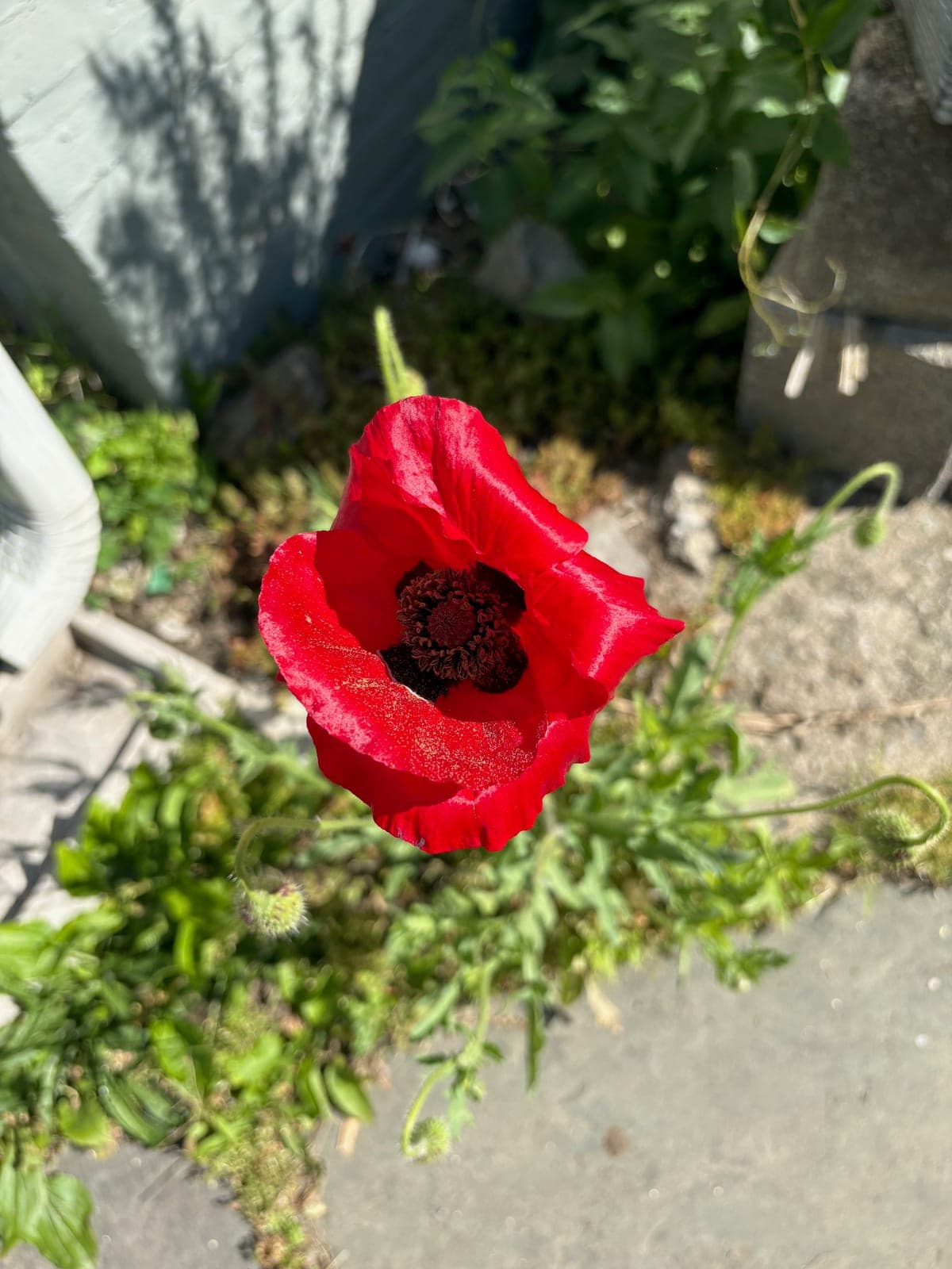 Shirley Poppy