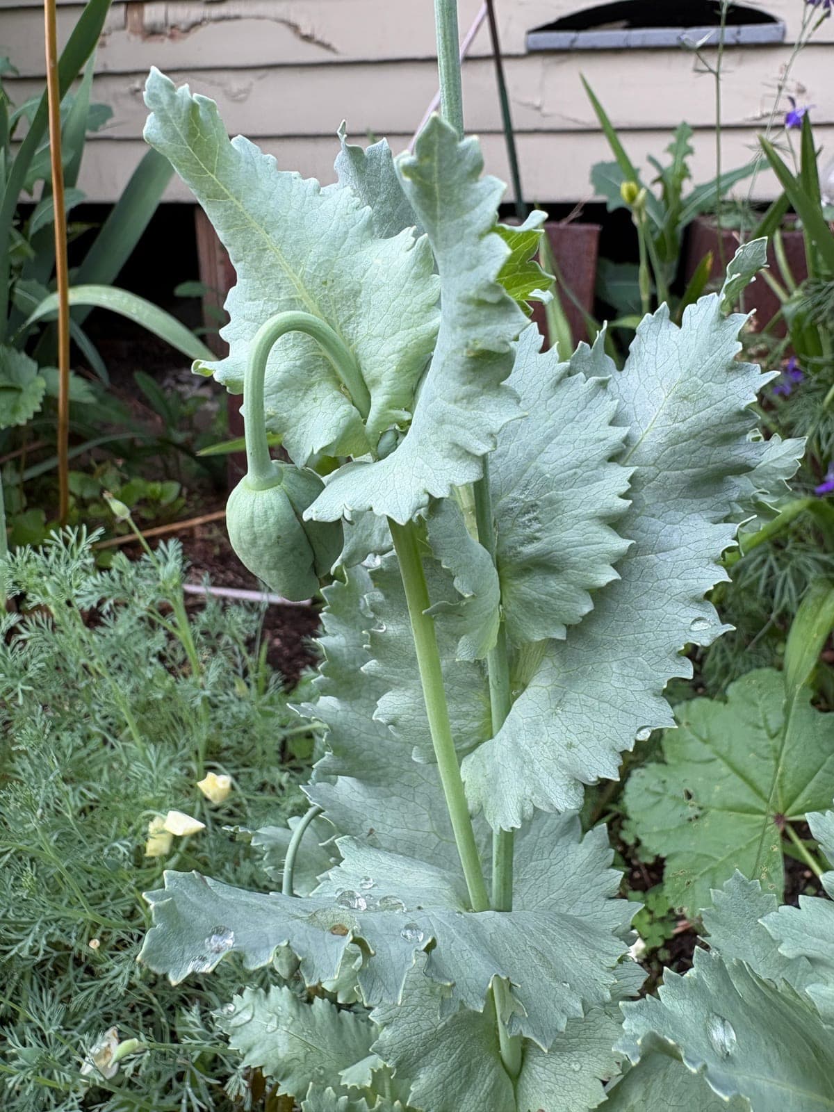 Breadseed Poppy