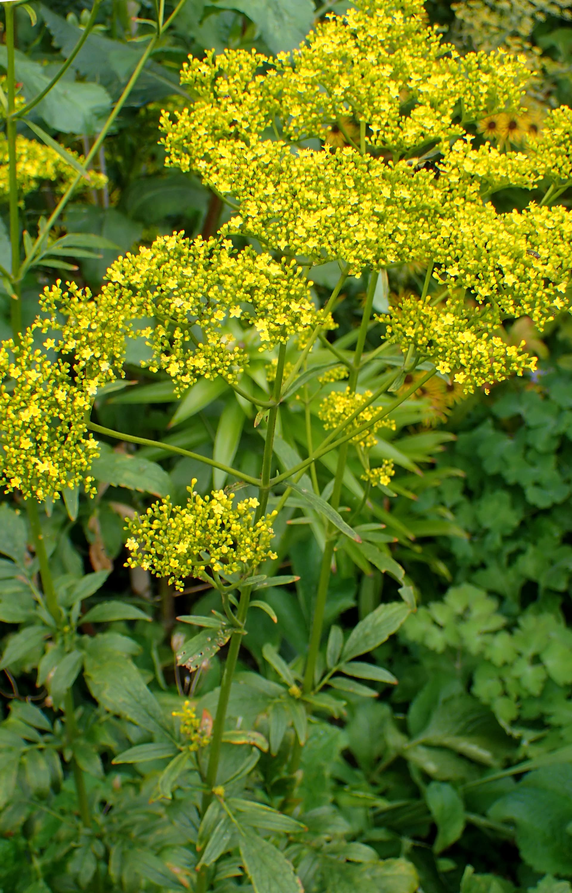 Golden Lace