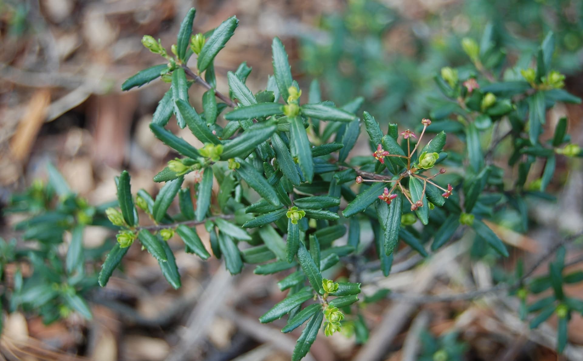 Cliff Green