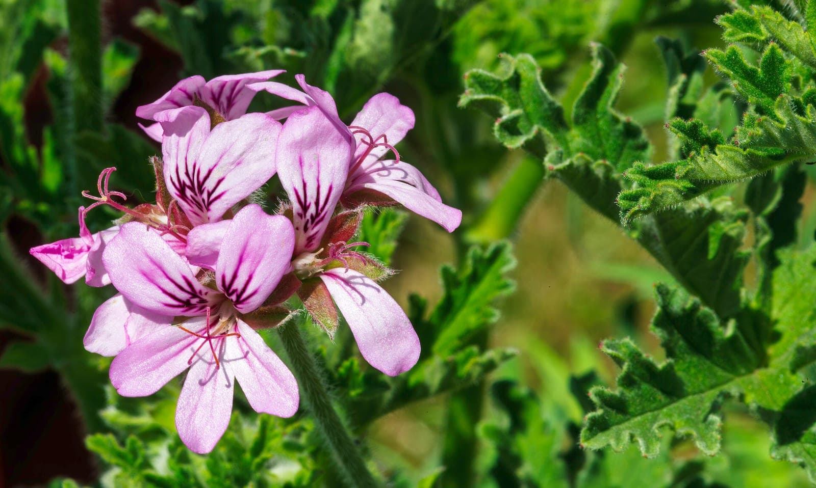Rose-Scented Geranium
