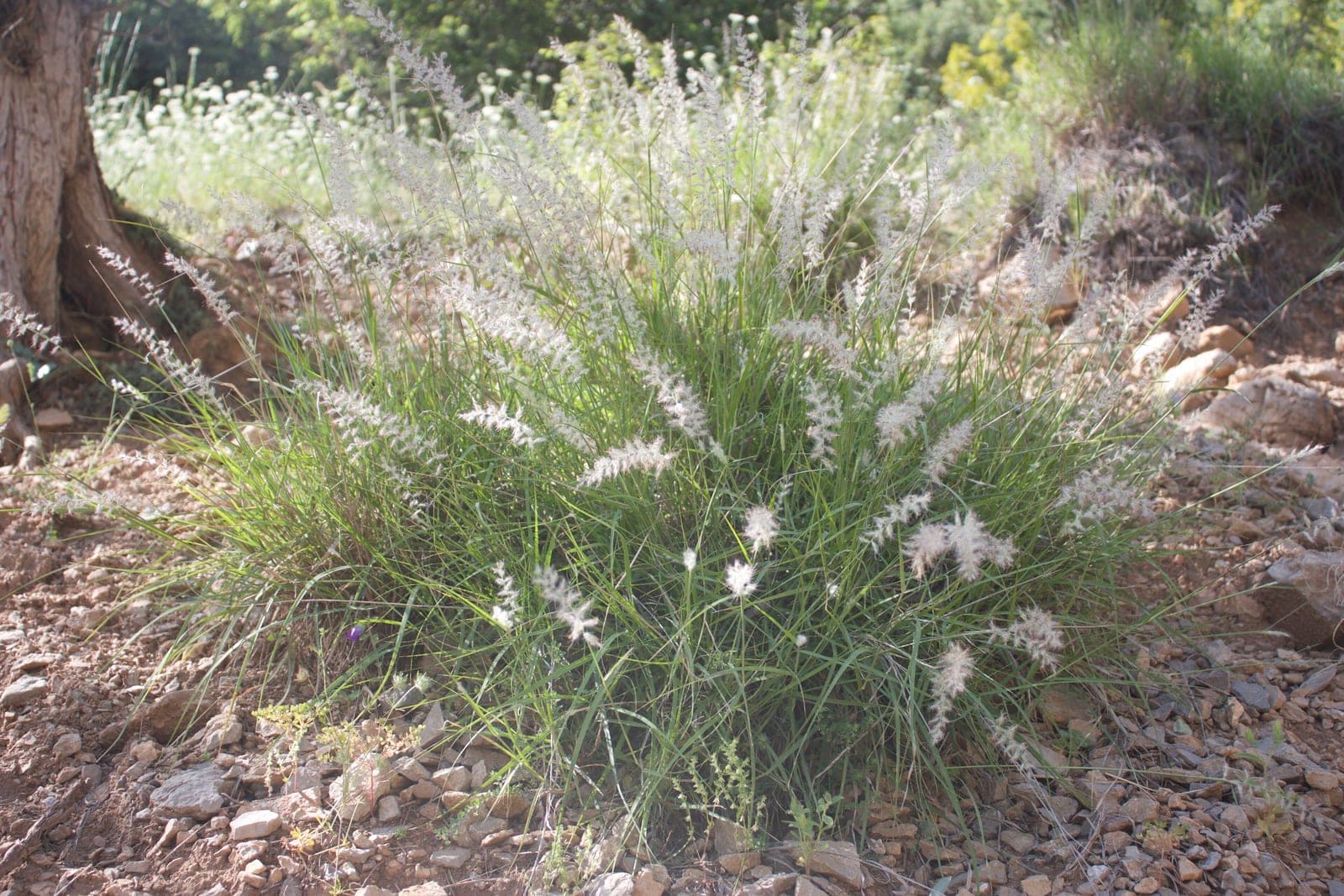Fairy Tails Fountain Grass