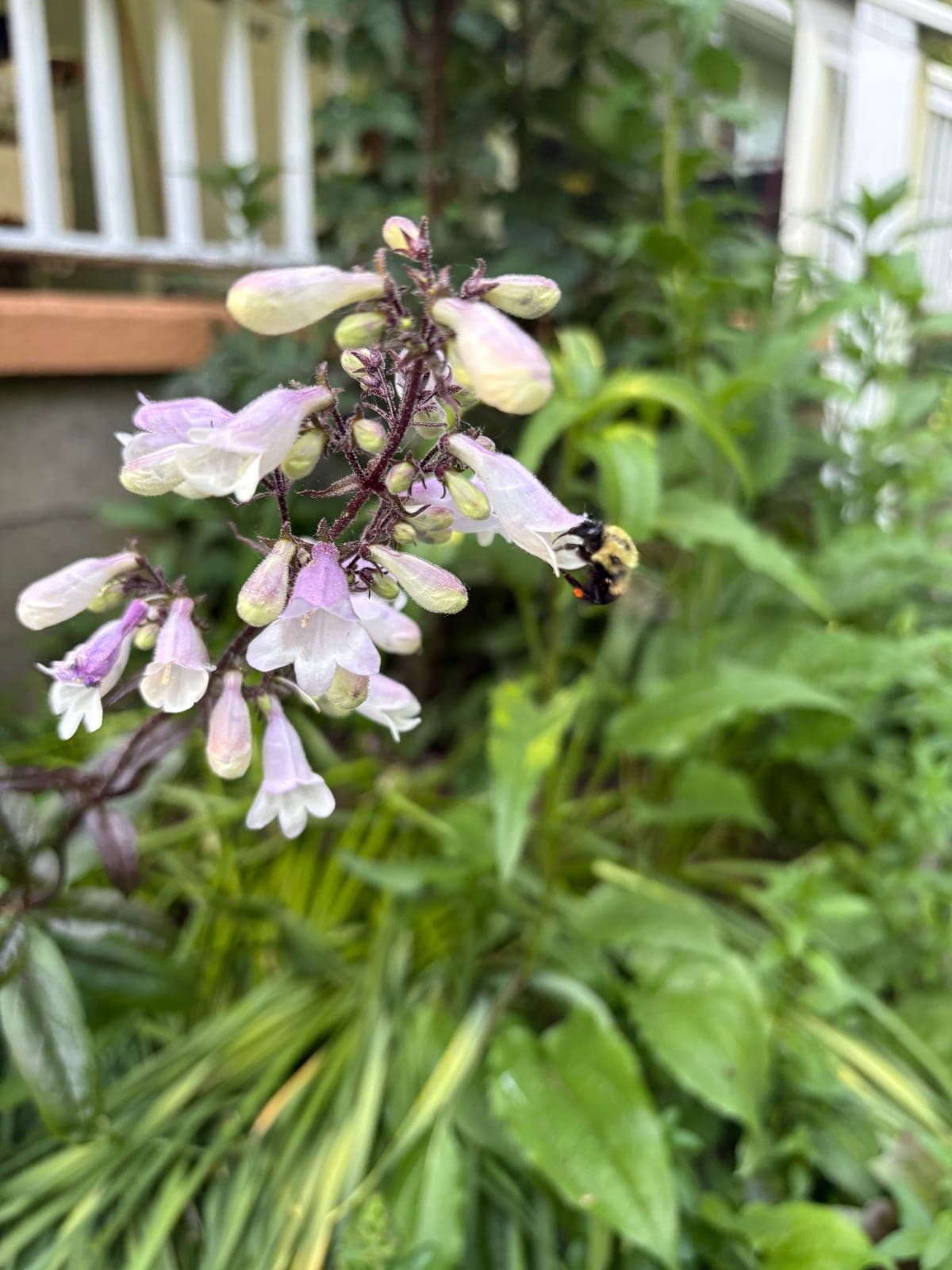 Smooth Beardtongue