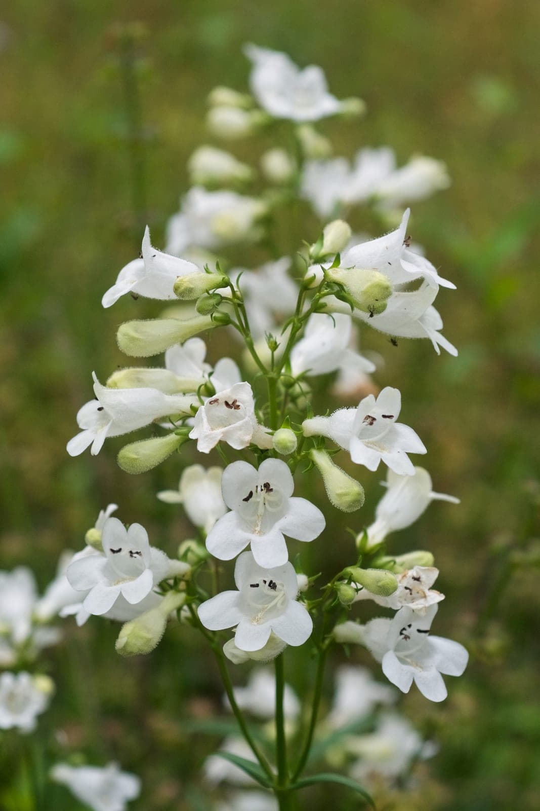 Foxglove Beardtongue