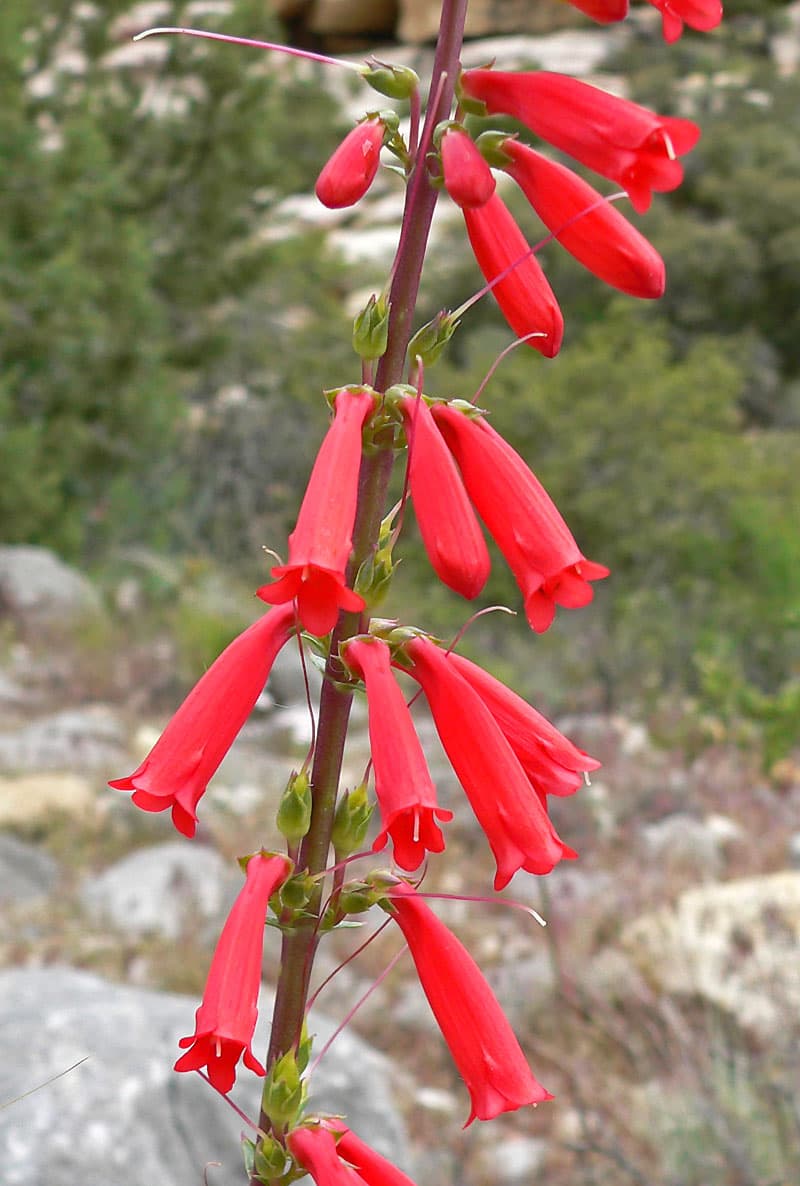 Firecracker Penstemon