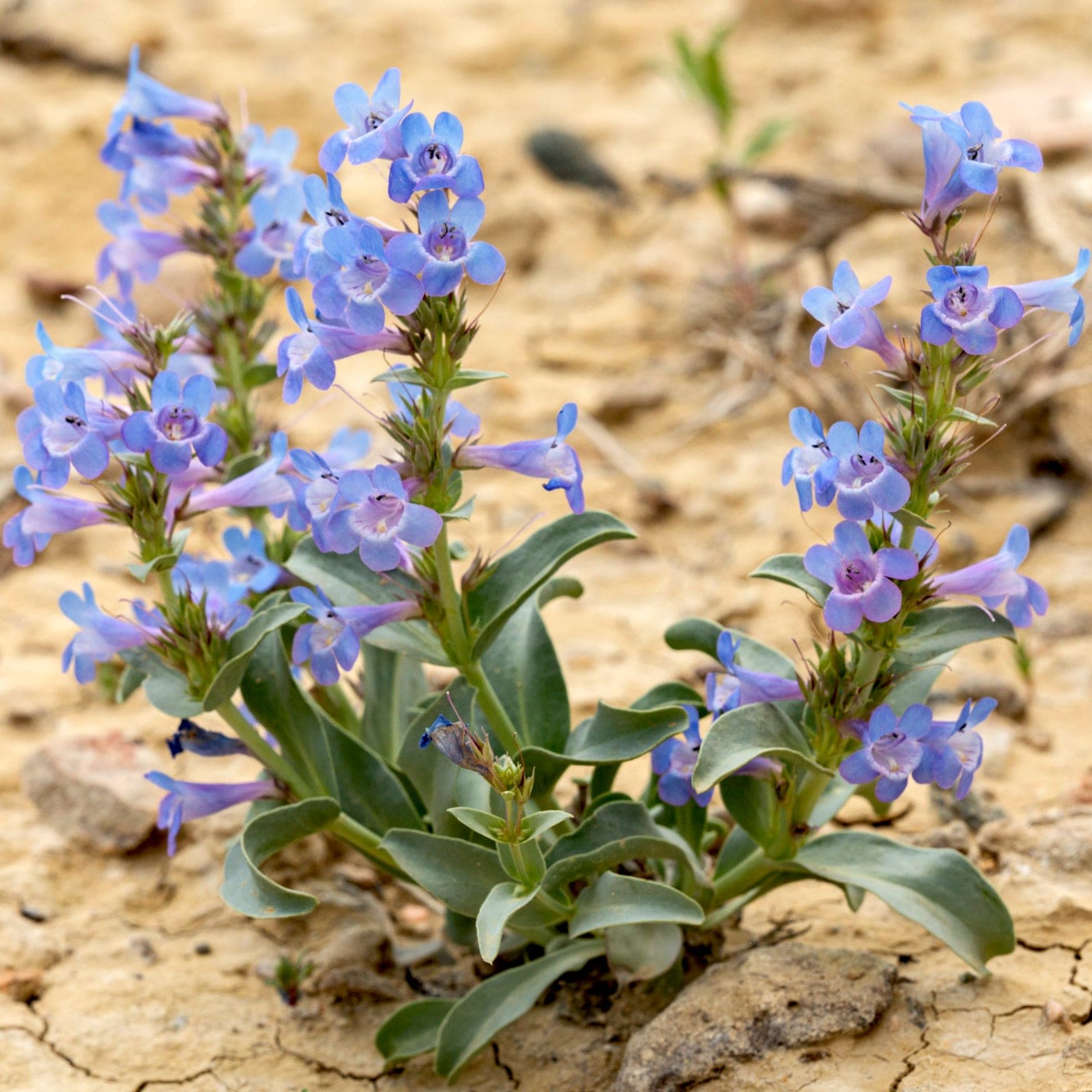 Penstemon 'Sour Grapes'