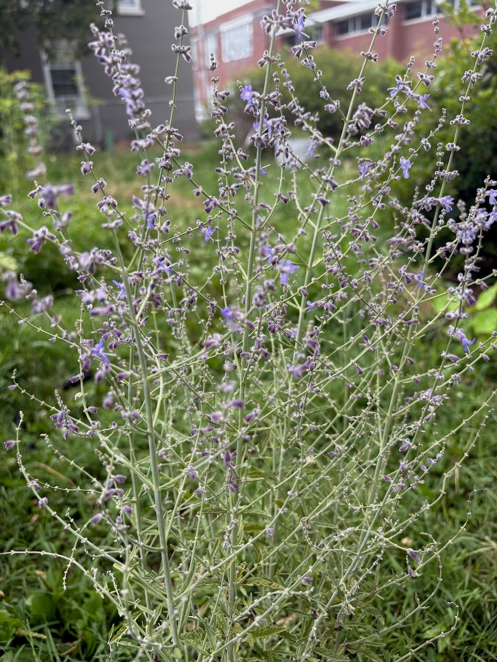 Russian Sage