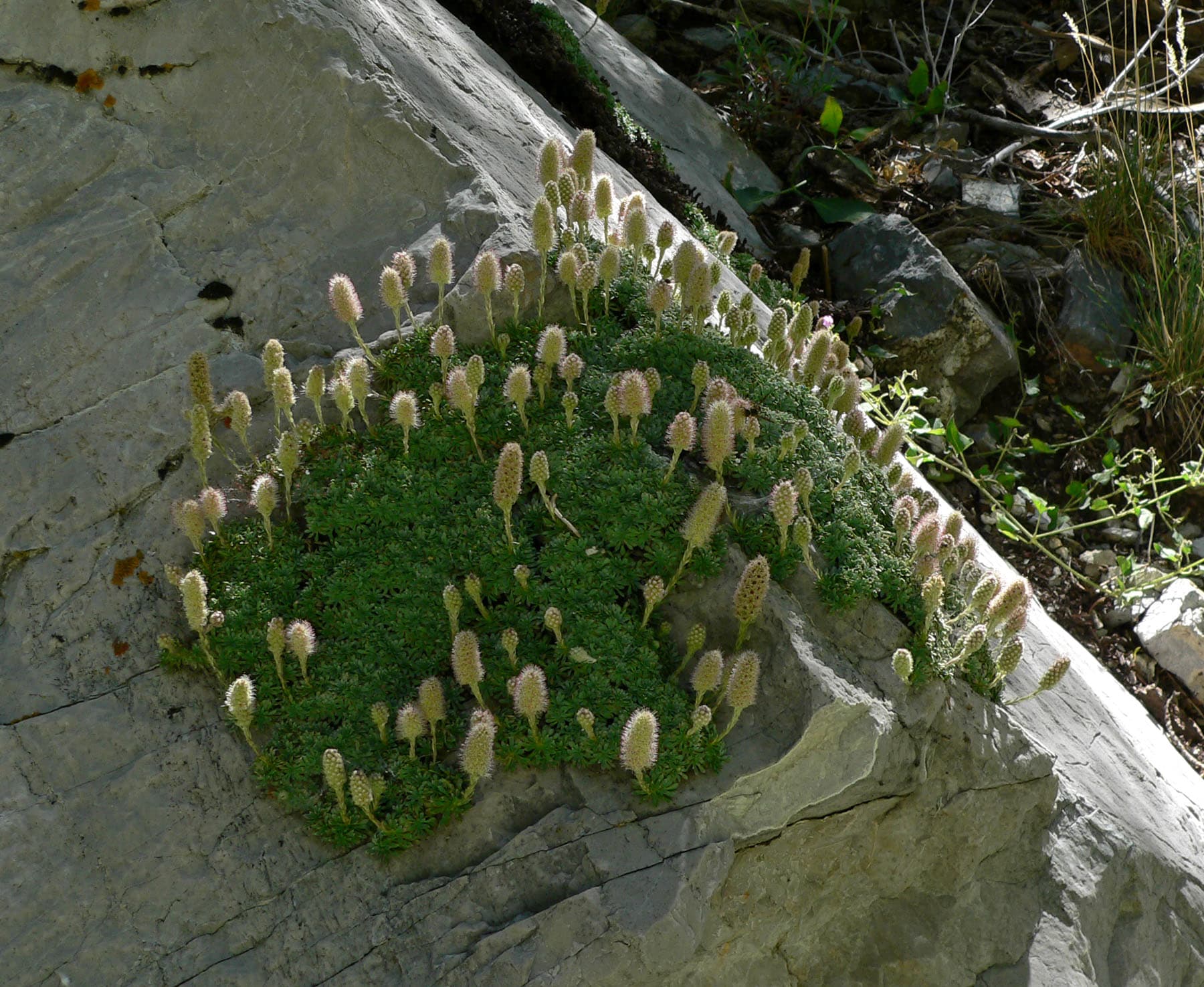 Mat Rock Spiraea