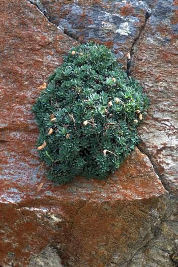 Ashy Mat Rock Spiraea