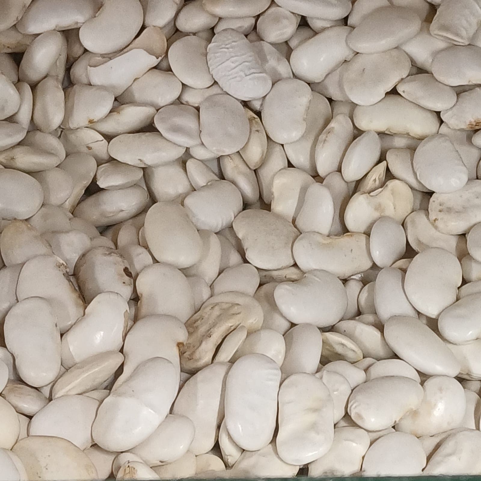 Cannellini Bean
