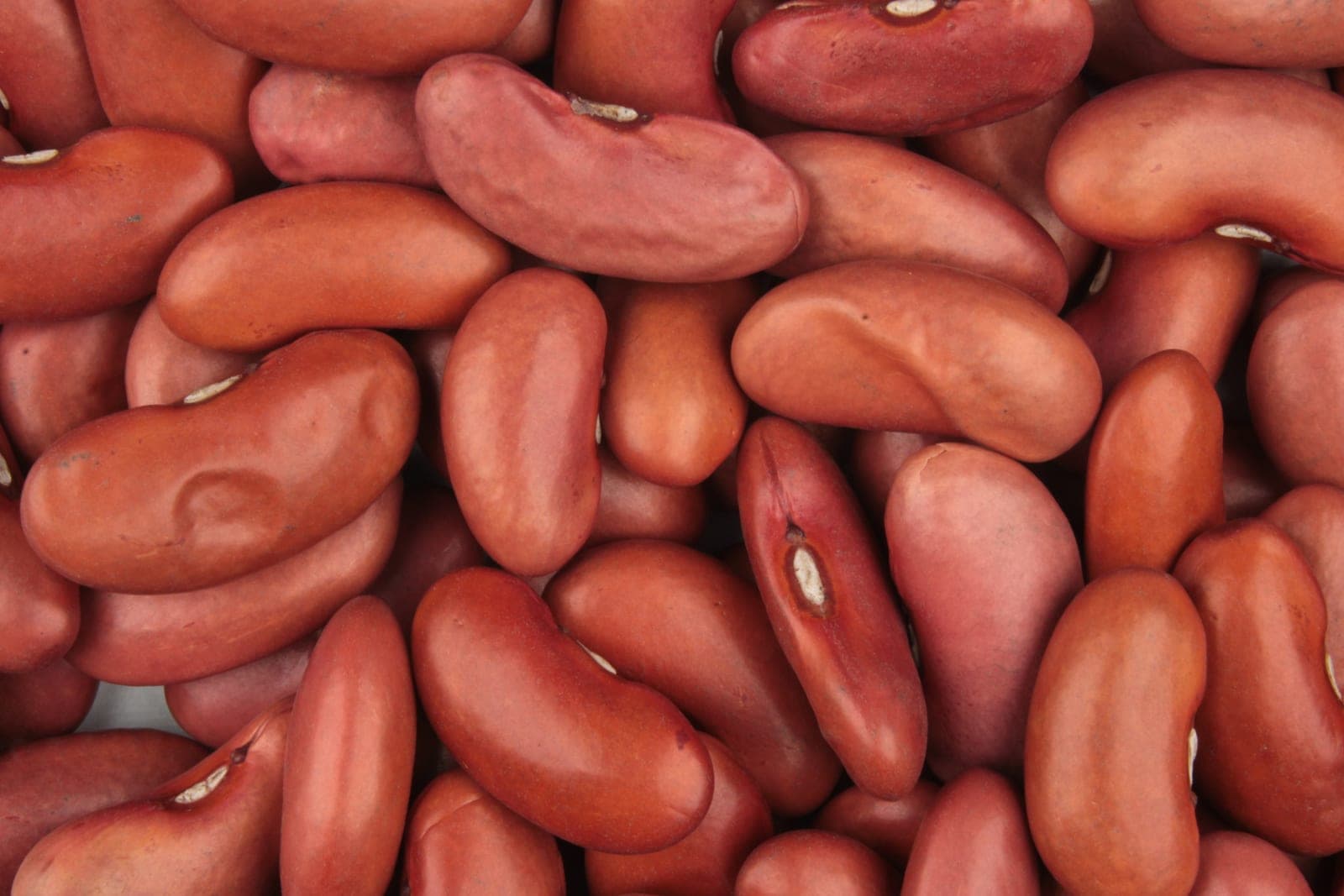 Kidney Bean