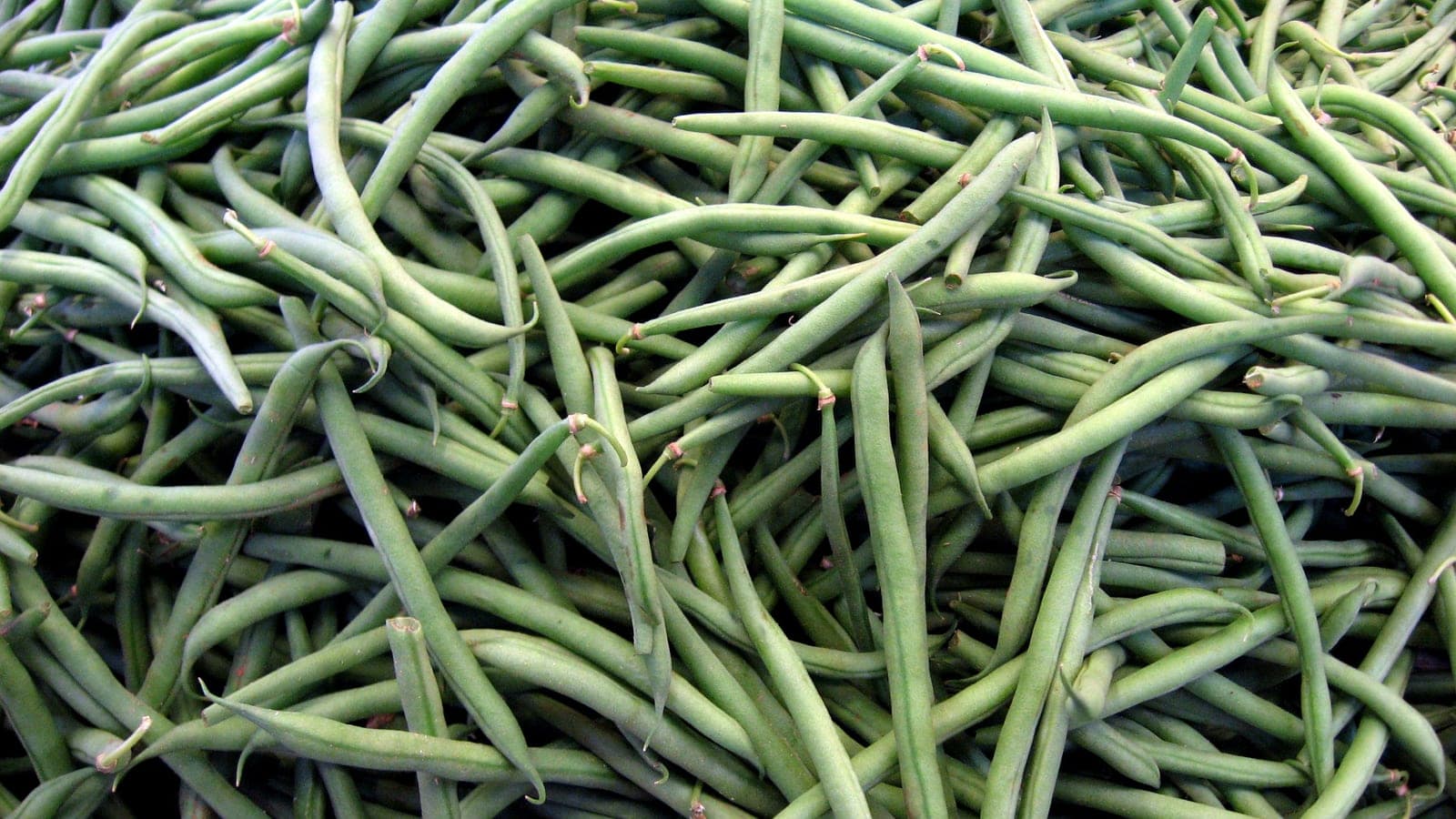Pole Bean