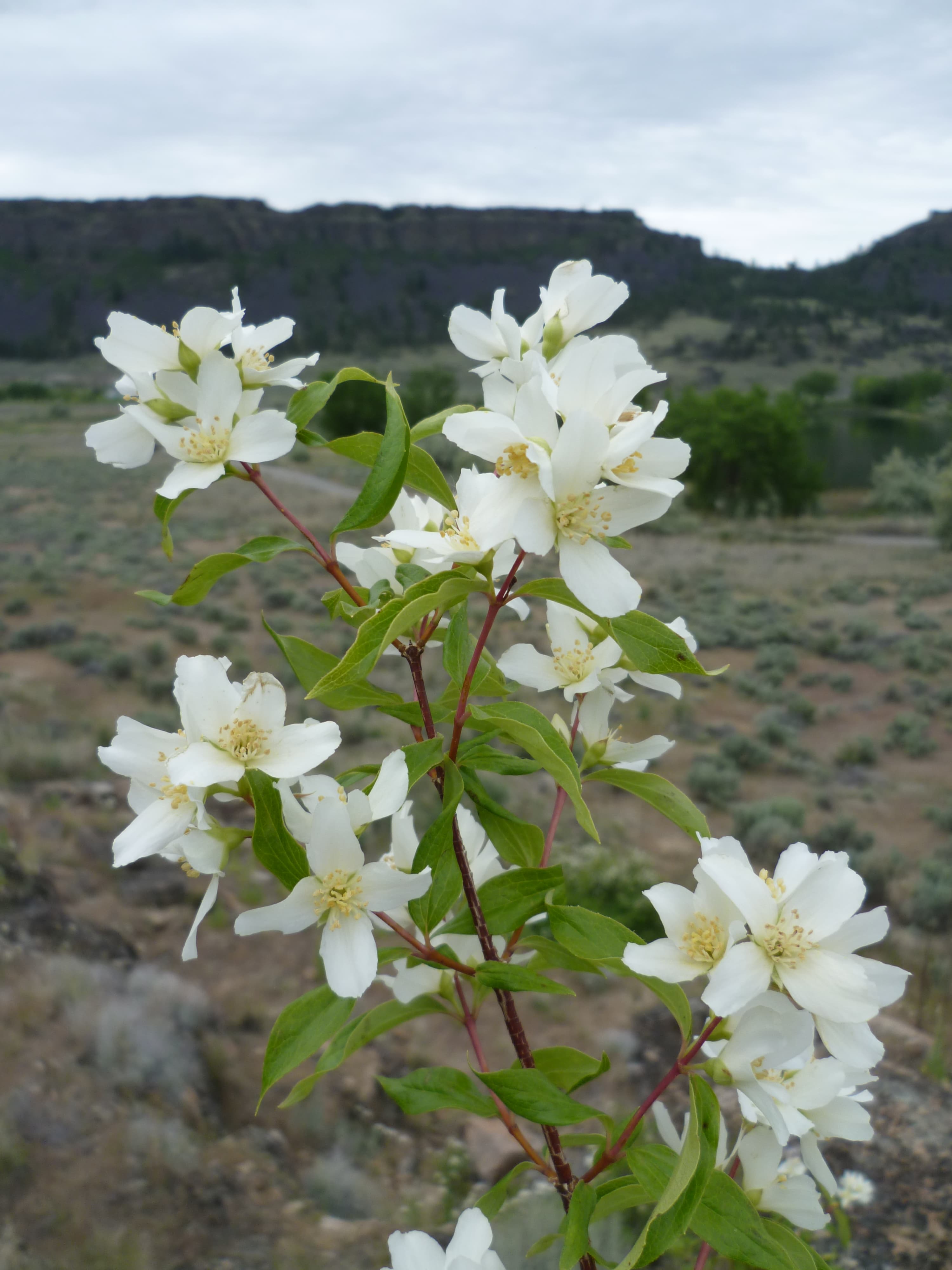 Mock Orange