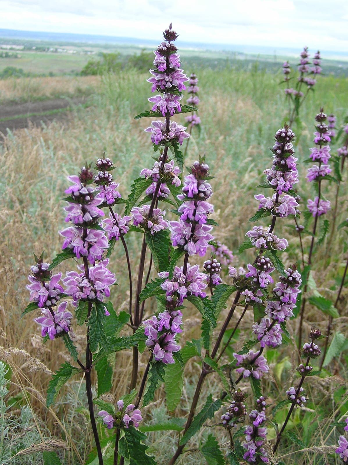 Tuberous Jerusalem Sage