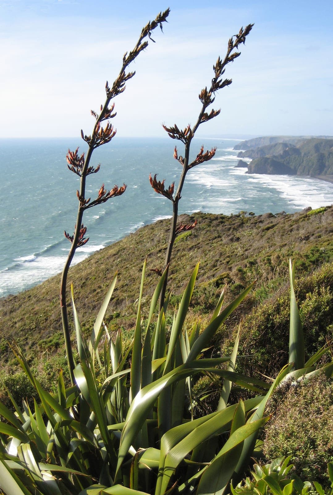 Dwarf New Zealand Flax