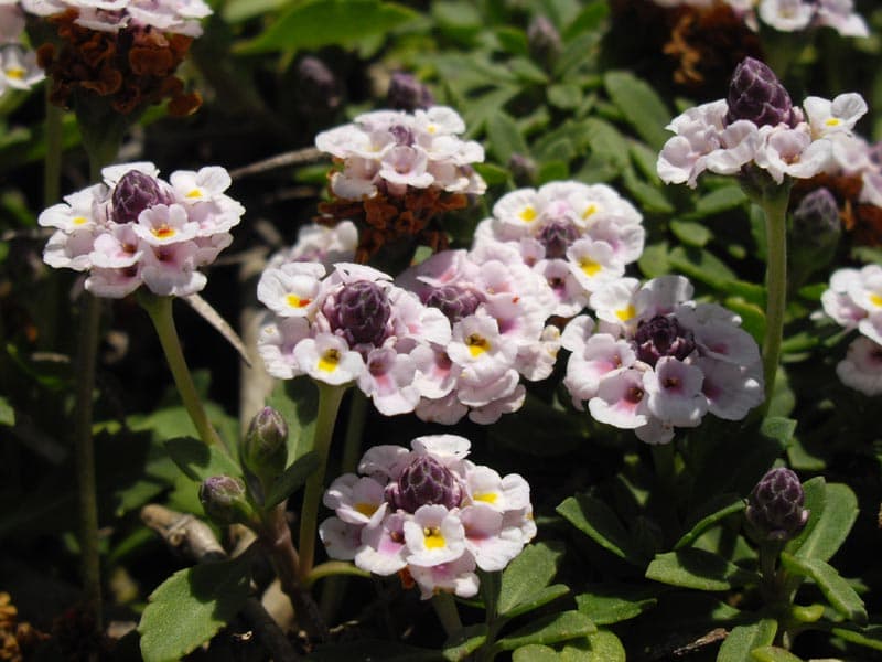 Common Lippia