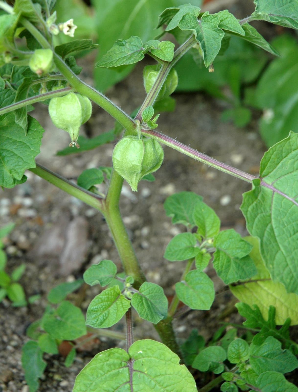 Ground Cherry