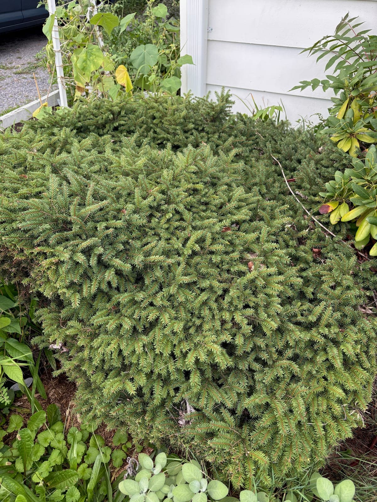 Picea Abies