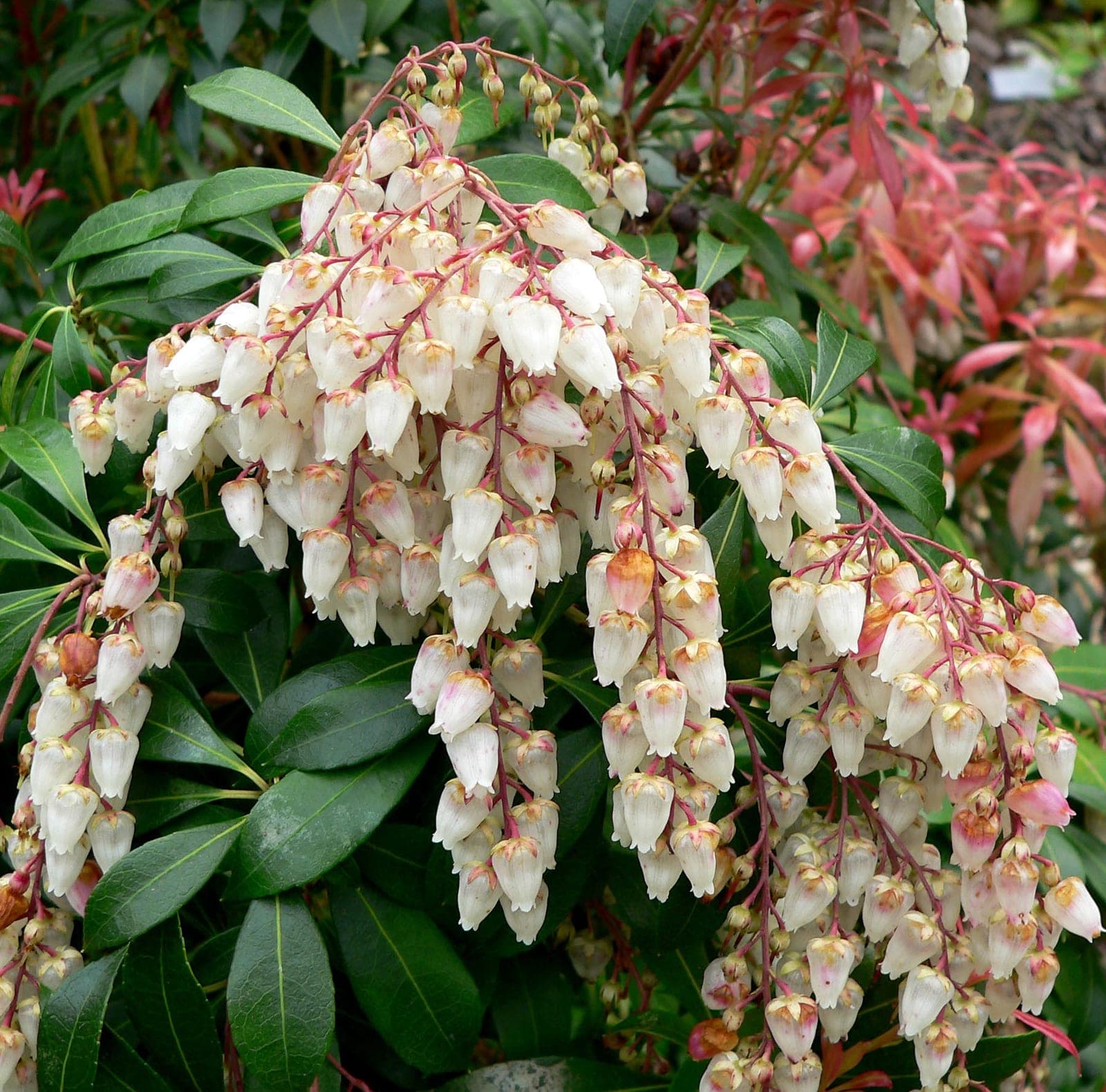 Lily-of-the-Valley Shrub (Andromeda)