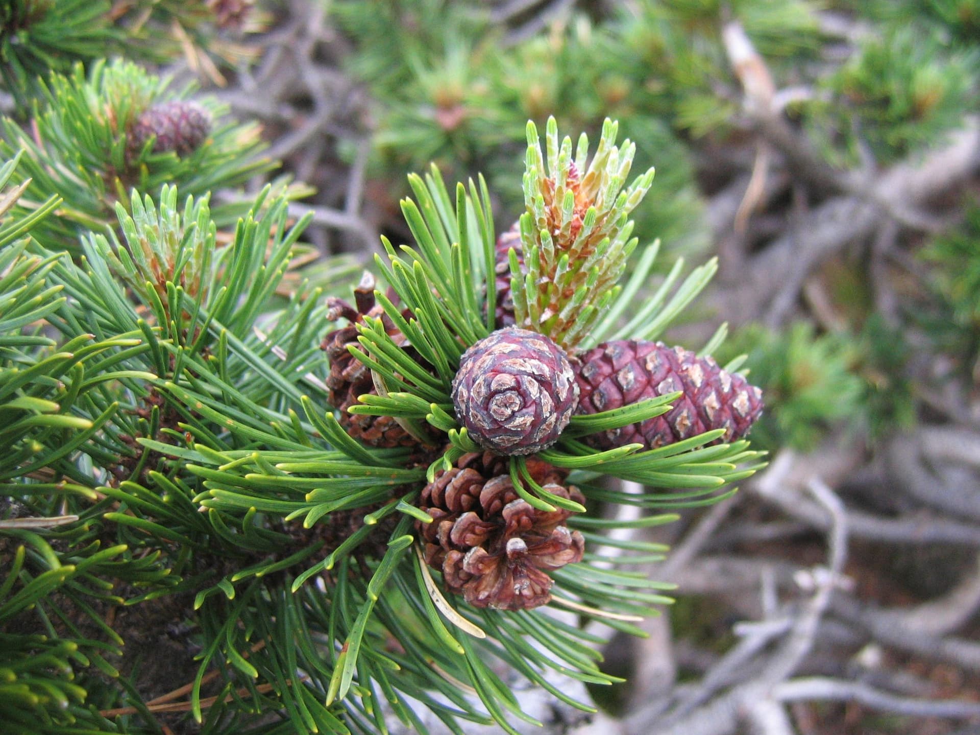 Mugo Pine