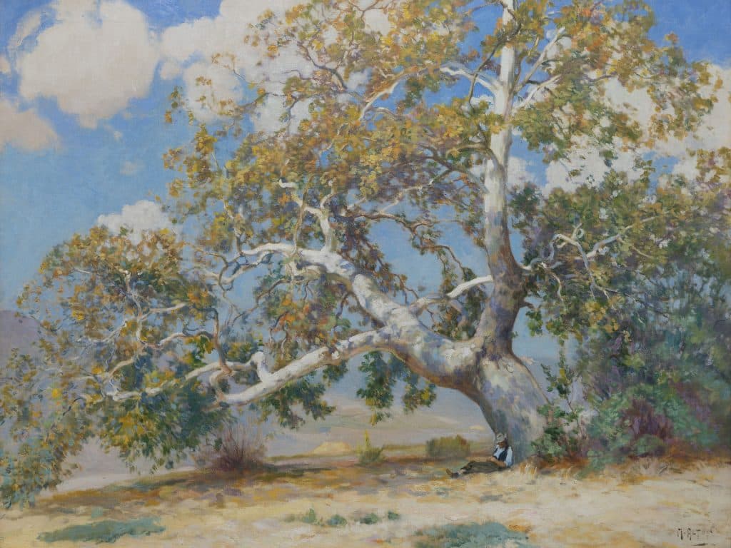 Western Sycamore