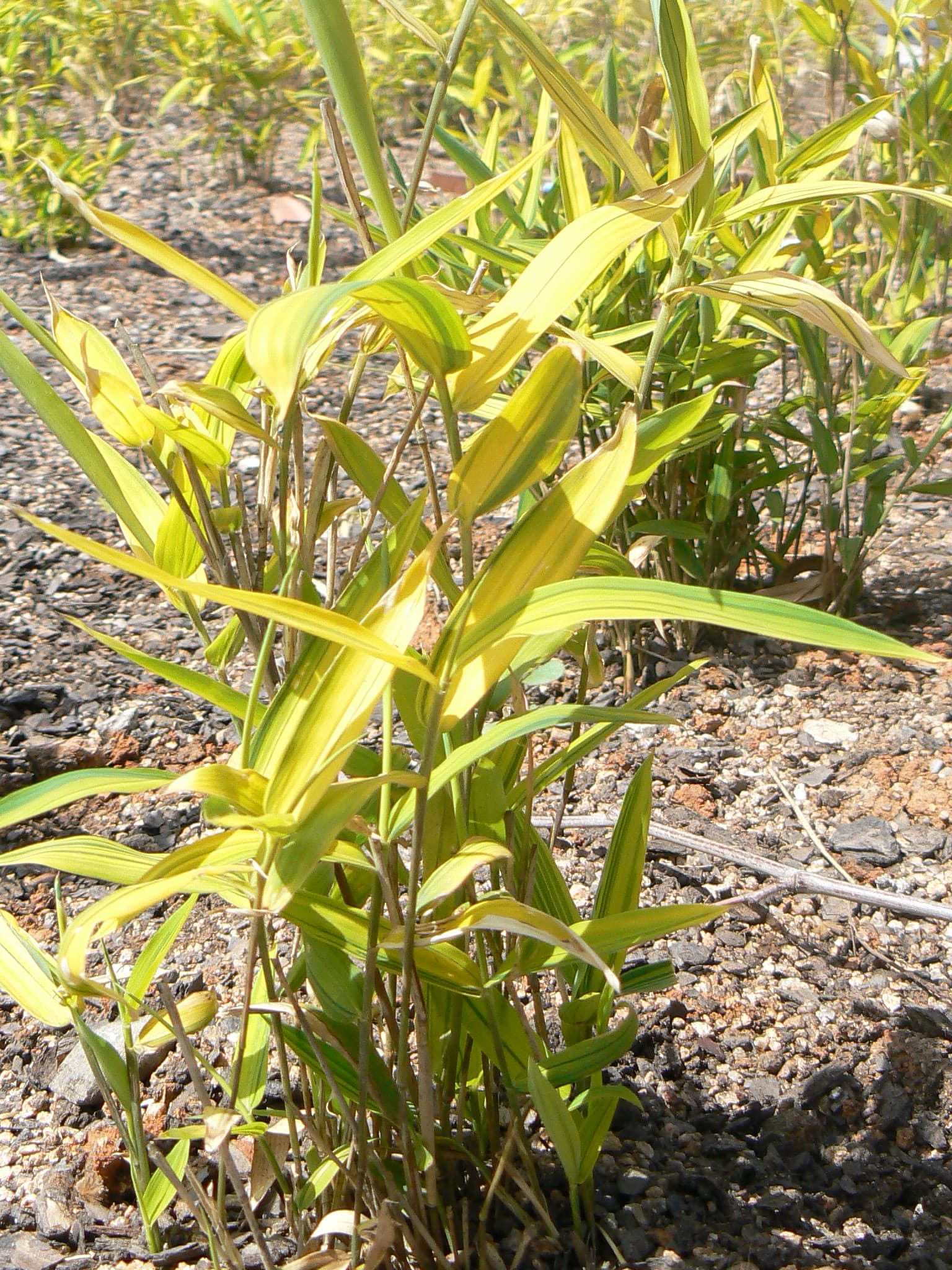Dwarf Greenstripe Bamboo