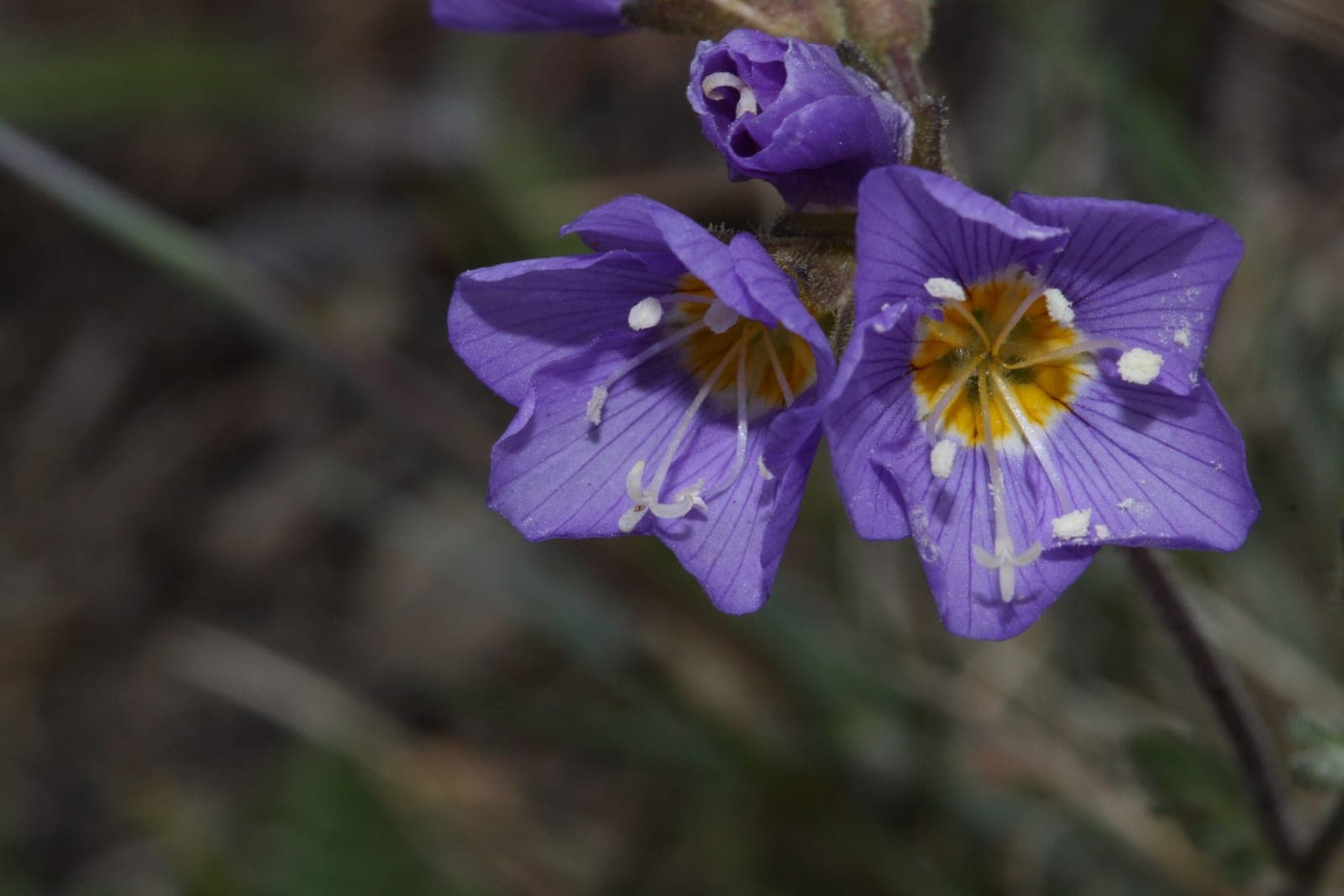 Showy Jacob's Ladder