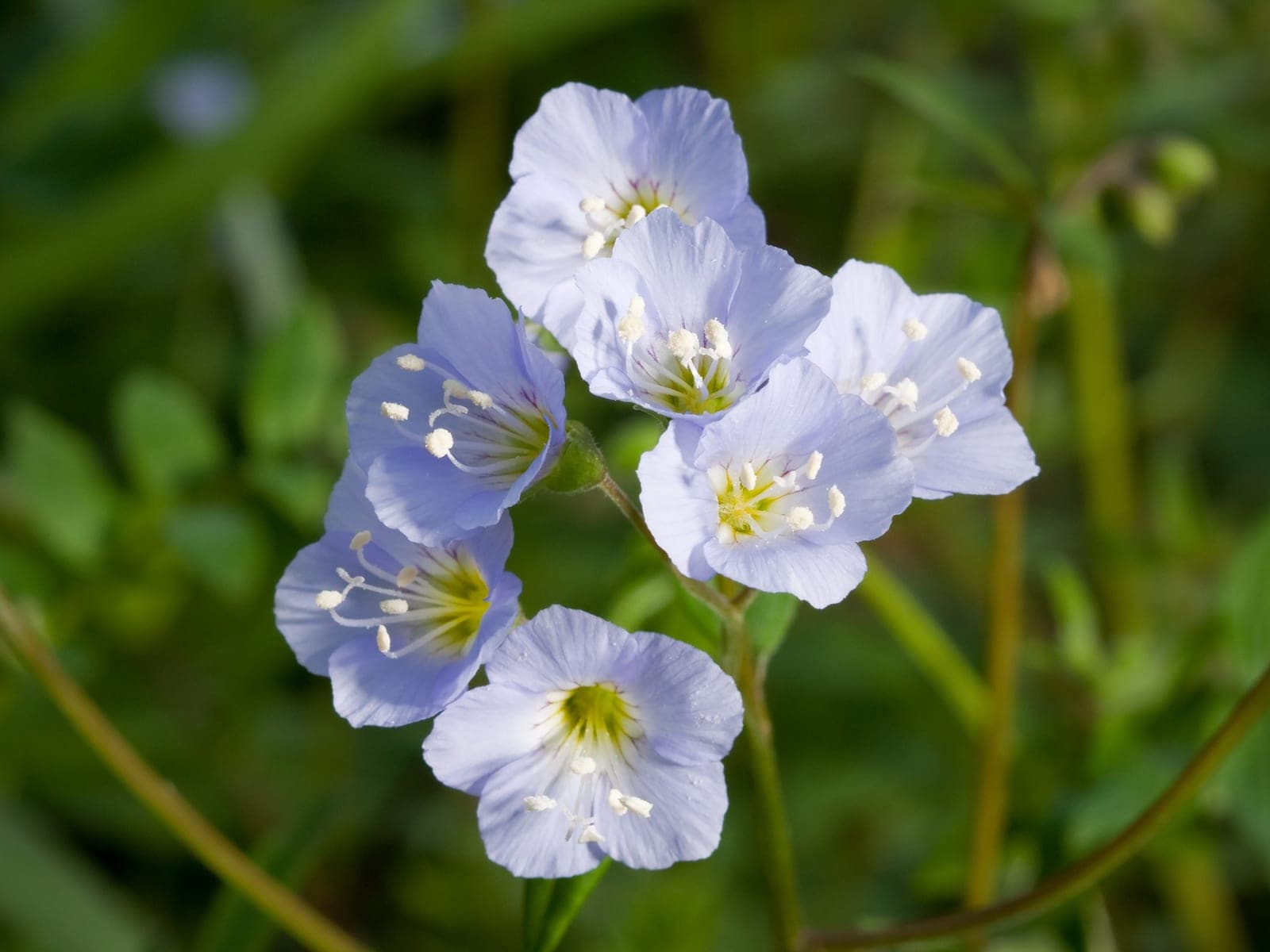 Jacob's Ladder
