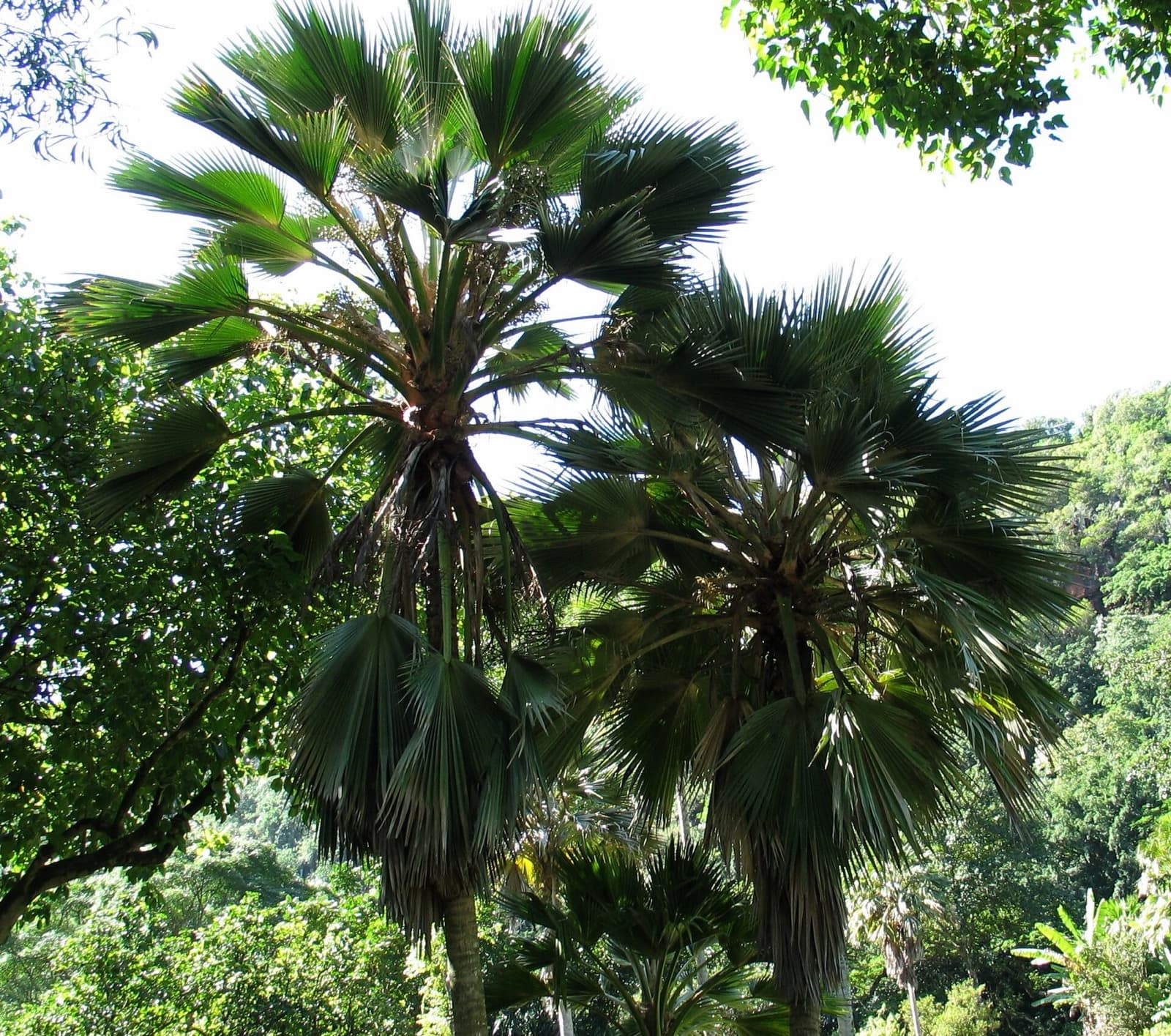 Loulu (Pritchardia hillebrandii)