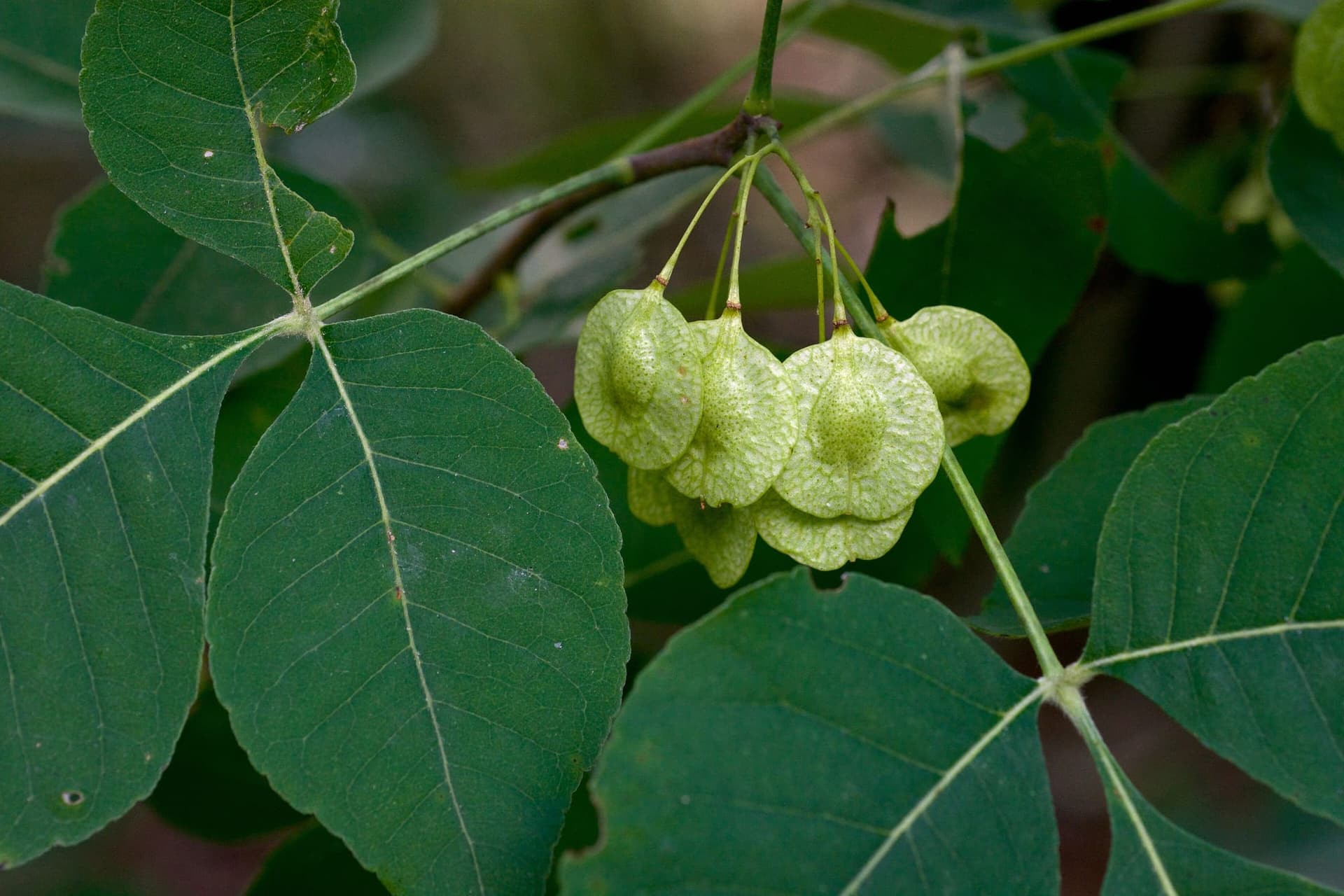 Common hoptree leaves and round winged fruits