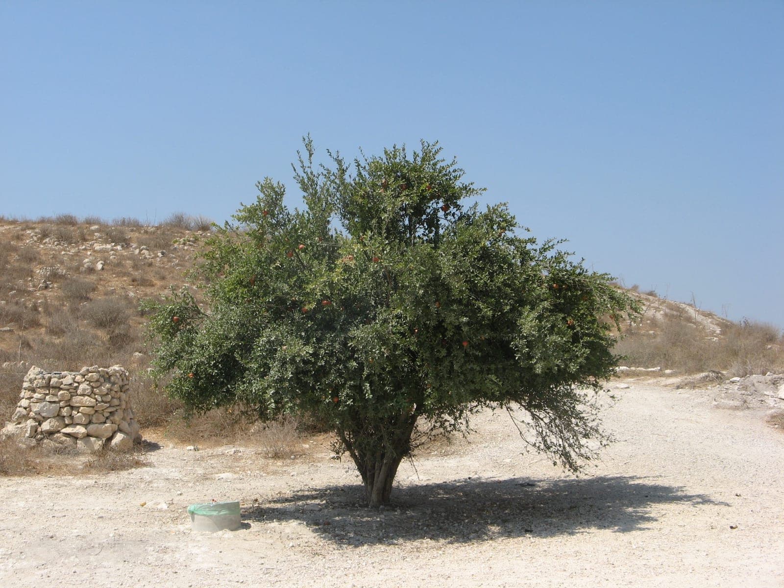 Pomegranate