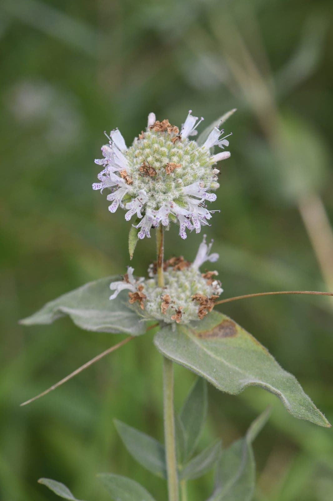 California Mountainmint