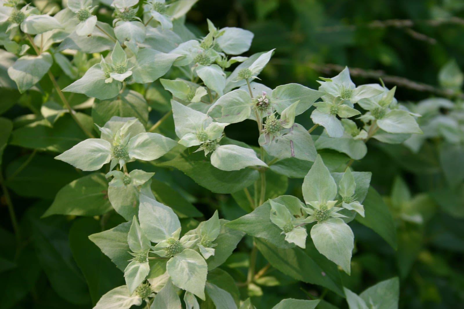 Clustered Mountain Mint