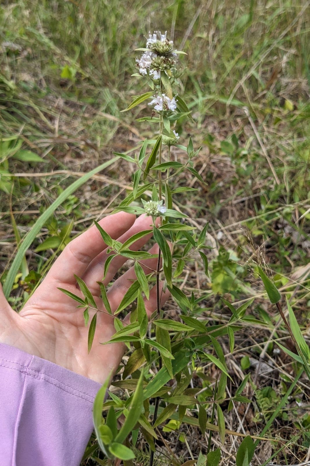 Torrey's Mountain Mint