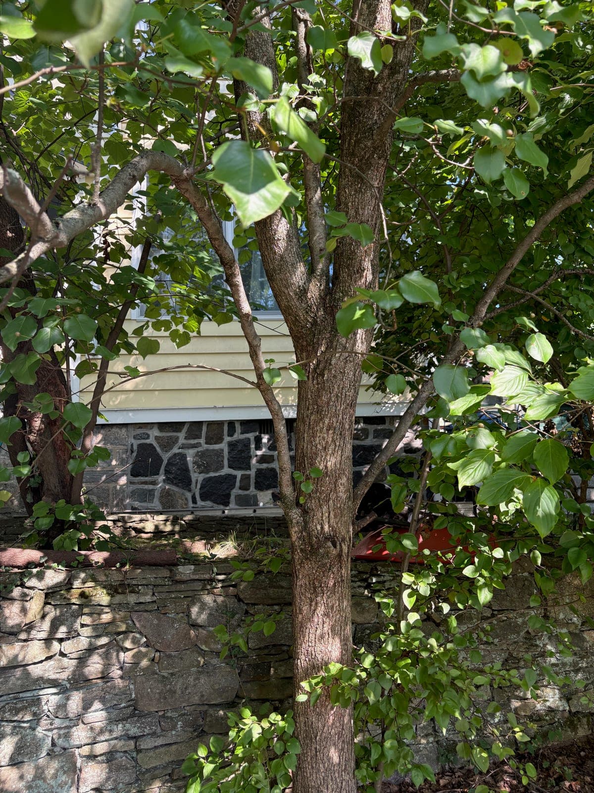 Bradford Pear