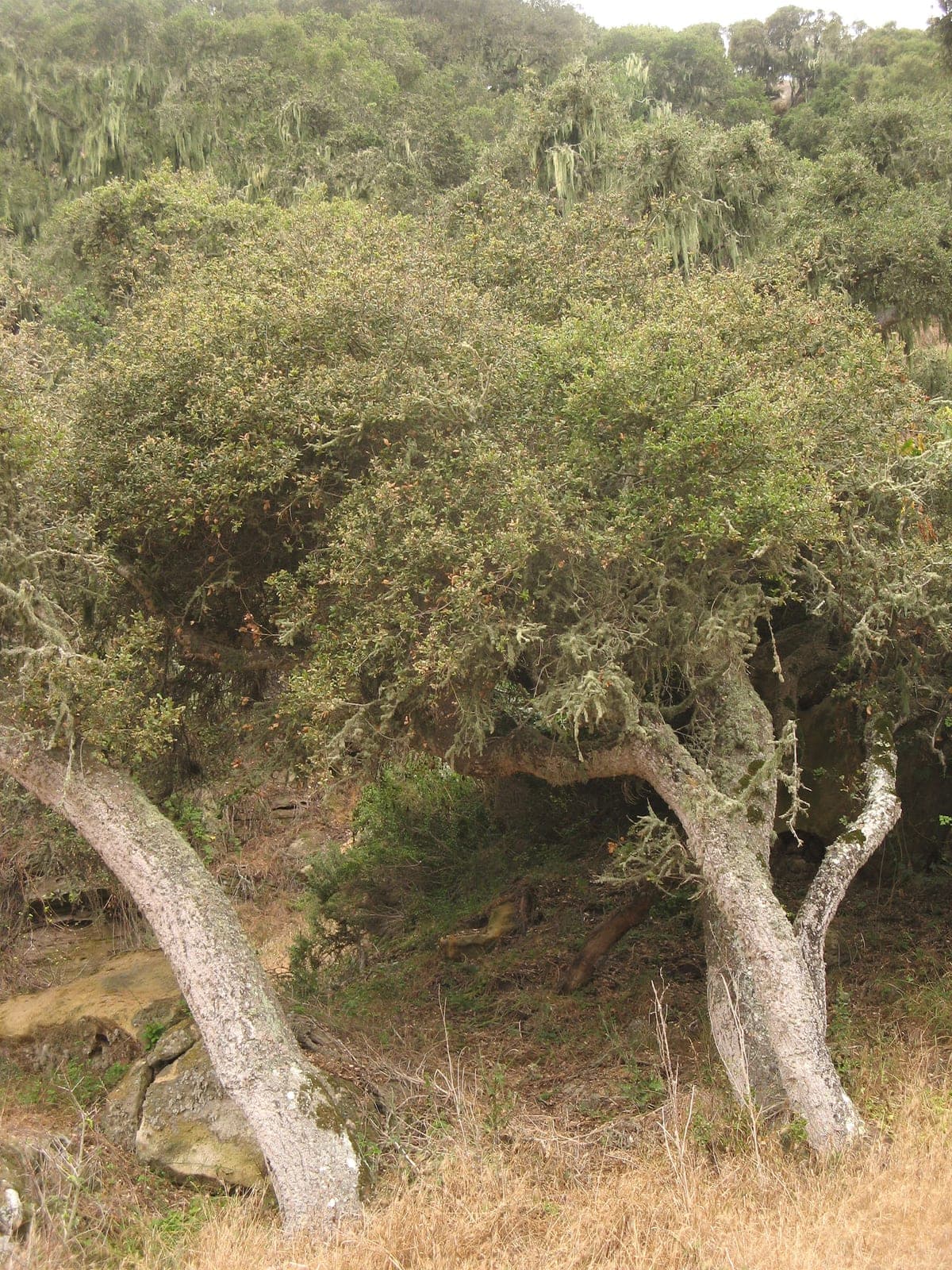 Island Oak