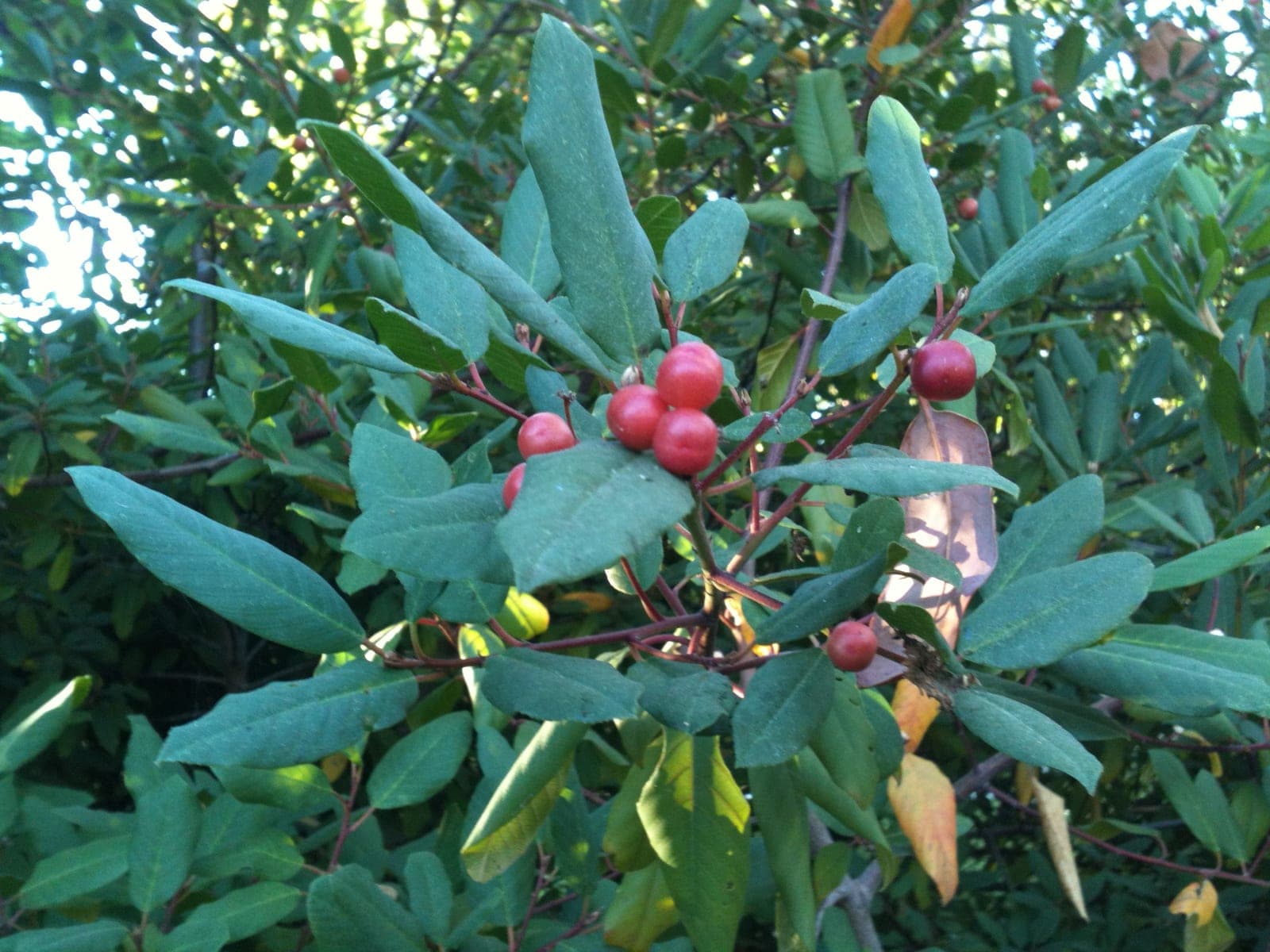 Coffeeberry