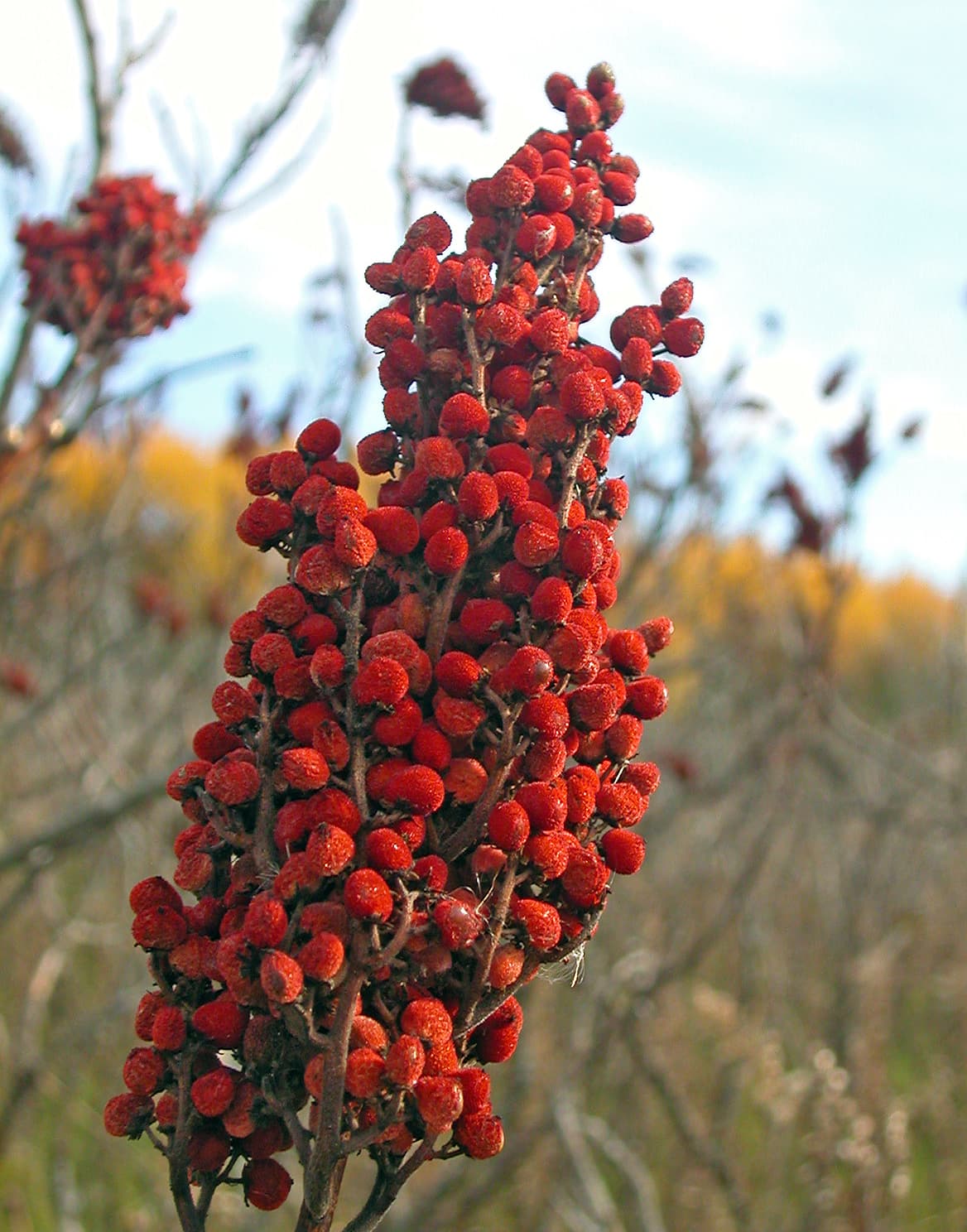 Pink-flowering Sumac